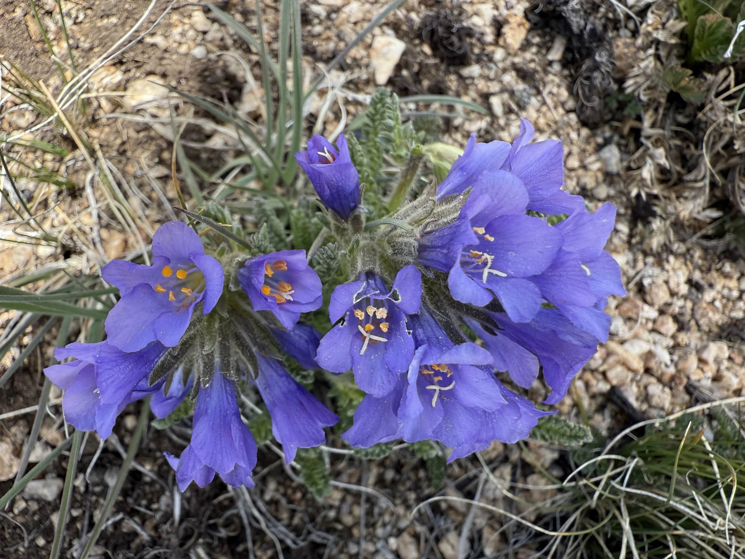 2025 Wildflower Checklist — Independence Pass Foundation